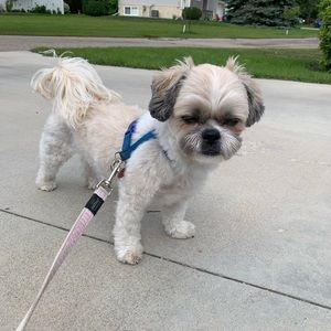 Meet your Posher, Abby